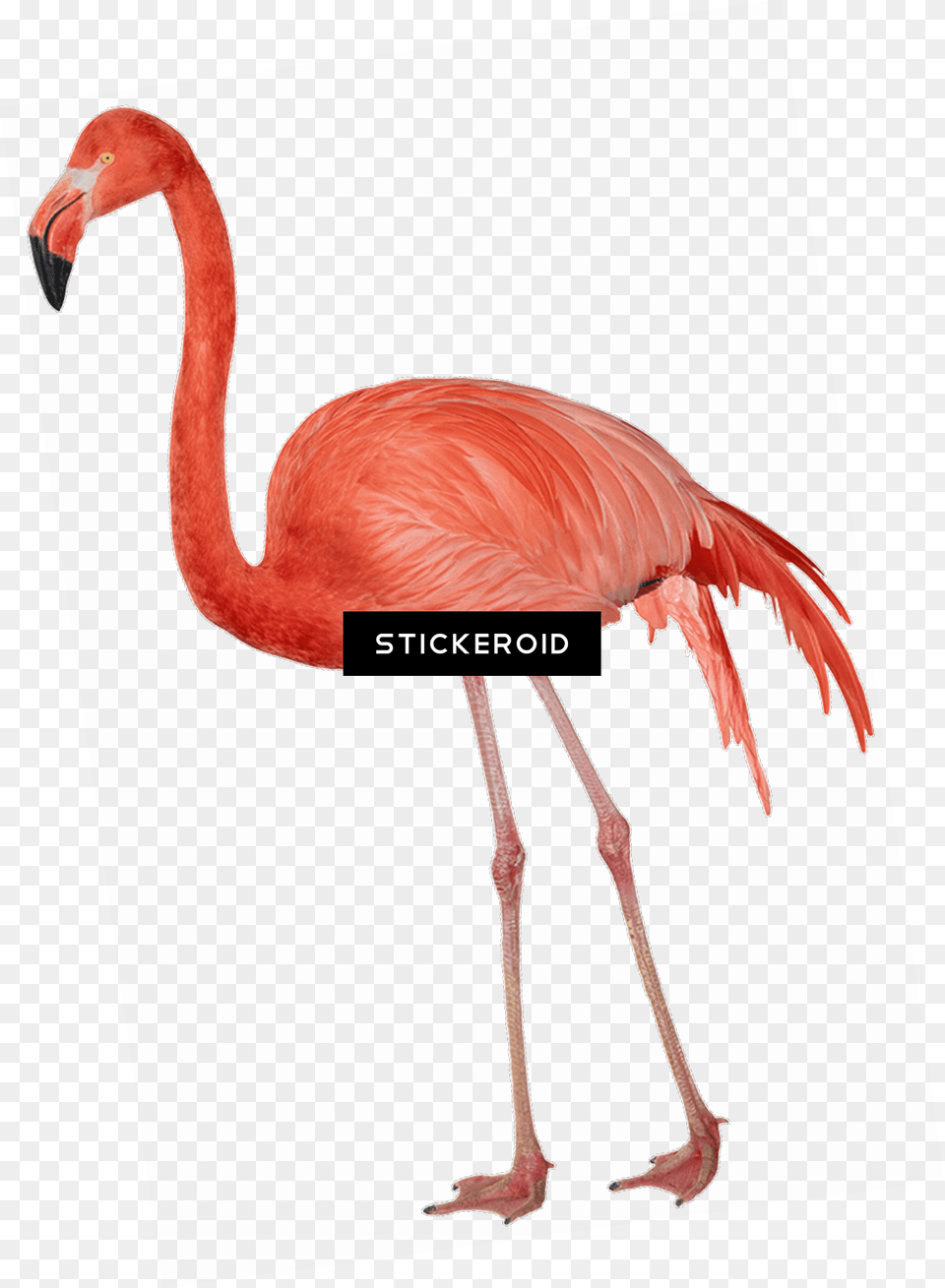 Flamingo Sideview, Animal, Bird Png