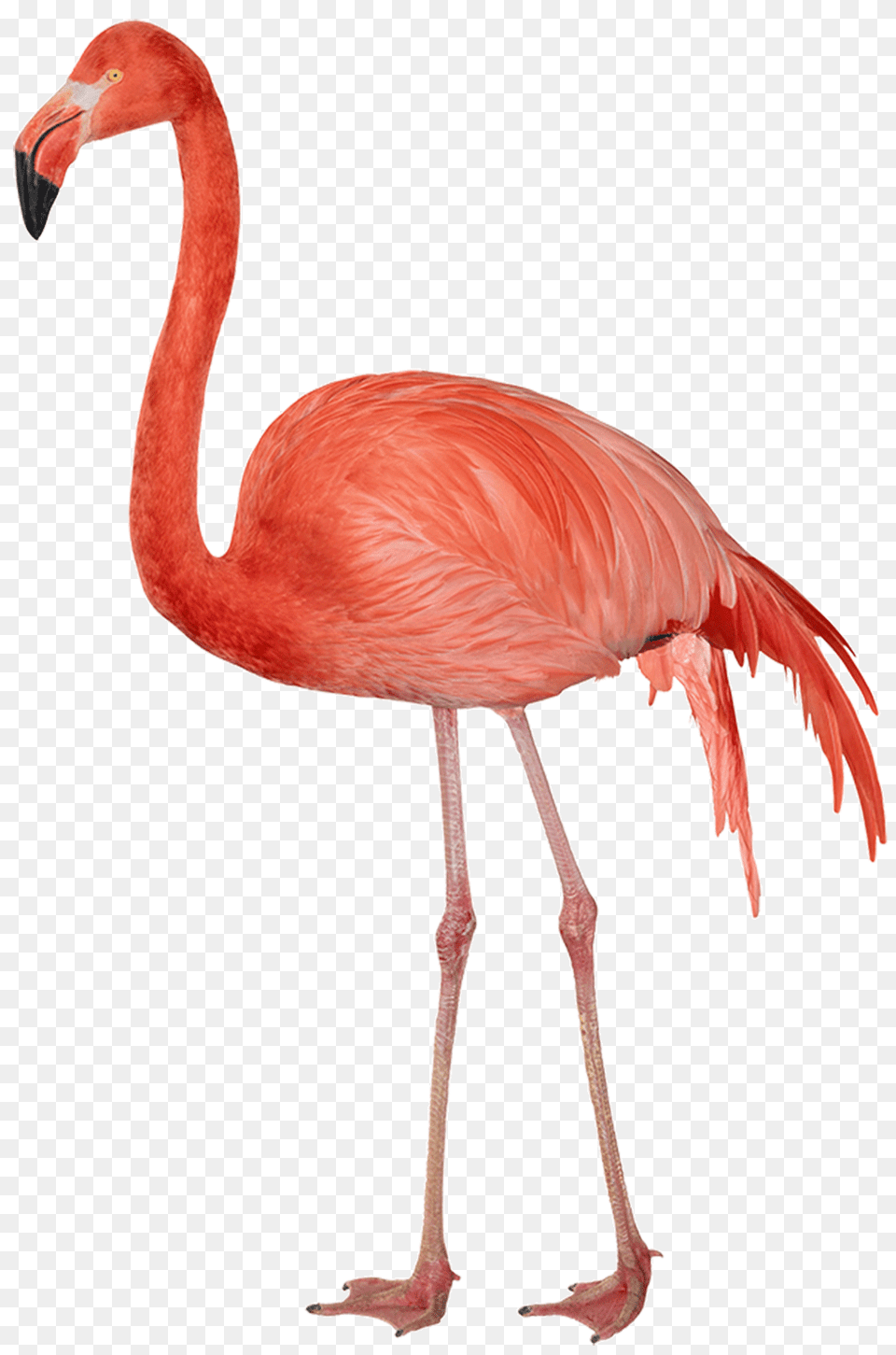 Flamingo Sideview, Animal, Bird Png Image