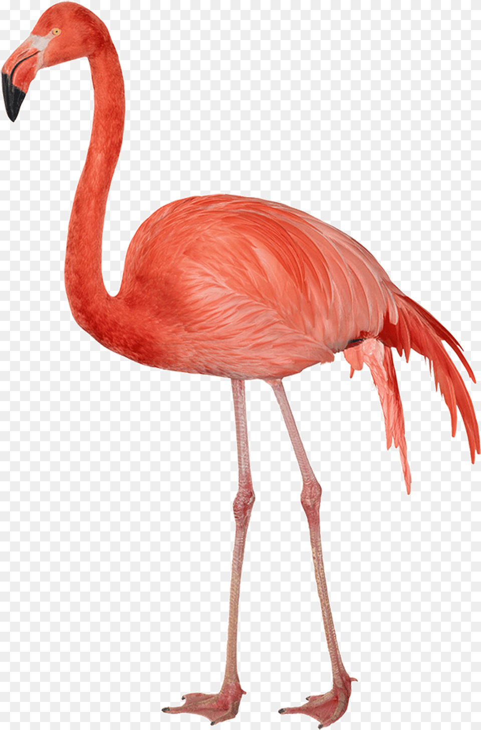 Flamingo Sideview Clip Arts Flamingos, Animal, Bird Png