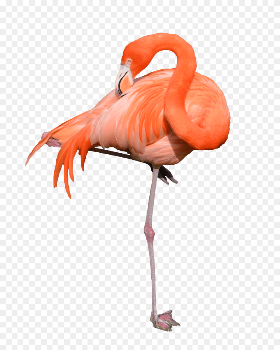 Flamingo Standing, Animal, Bird Free Png
