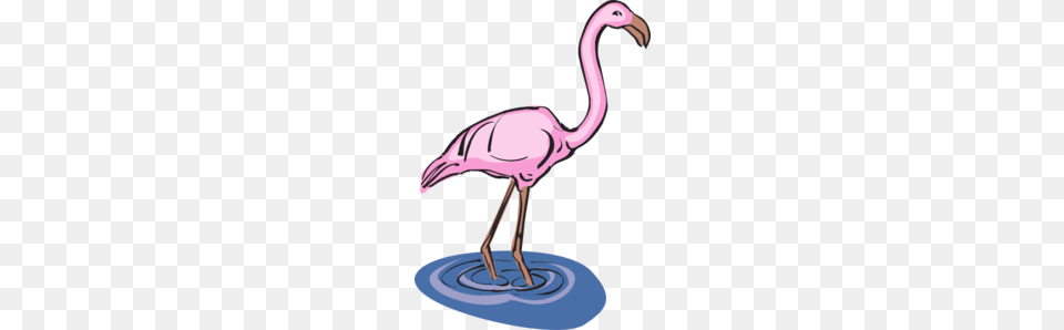 Flamingo Standing In Water Clip Art, Animal, Bird, Waterfowl, Appliance Png