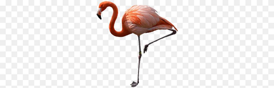 Flamingo Standing Left Pink Flamingo, Animal, Bird Free Transparent Png