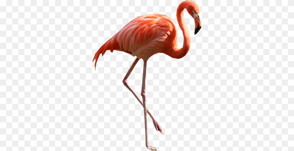 Flamingo Standing Right, Animal, Bird Free Transparent Png