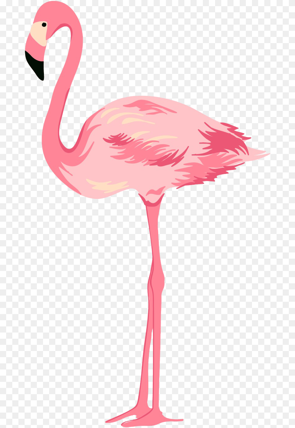 Flamingo Transparent Background Flamingo, Animal, Bird Free Png