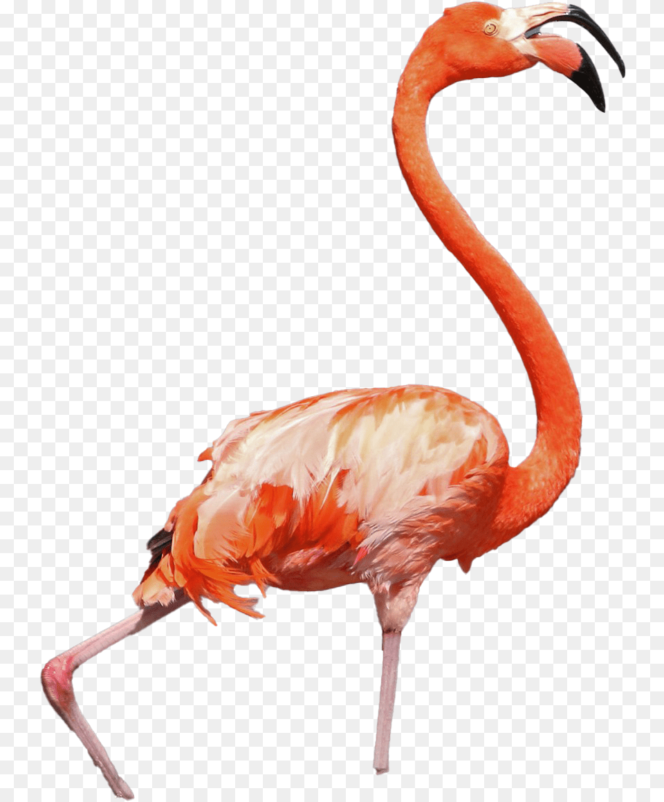 Flamingo Transparent Background Transparent Background Img, Animal, Bird Free Png