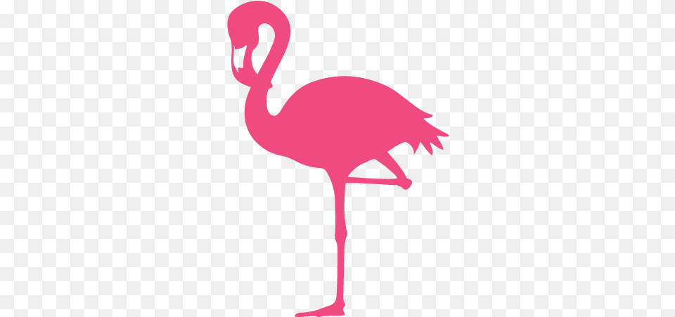 Flamingo Transparent Clear Background Flamingo Transparent Background, Animal, Bird, Baby, Person Free Png