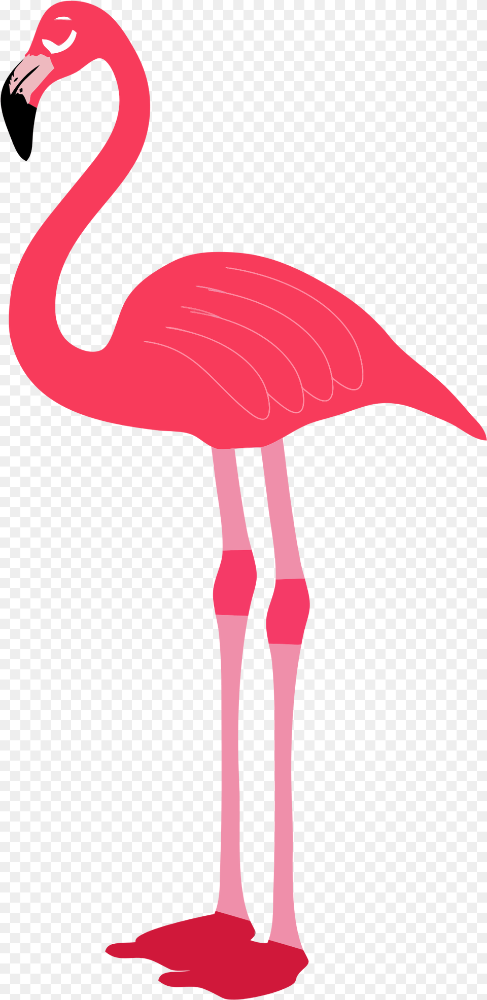 Flamingo Transparent Clipart Flamingo, Animal, Bird, Adult, Female Png Image