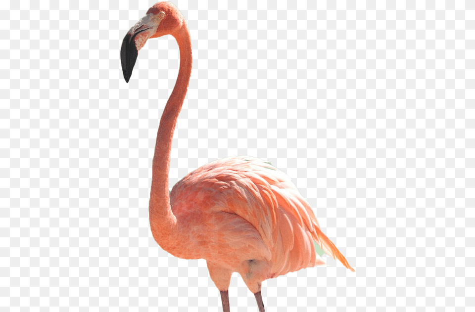 Flamingo Transparent Flamingo Transparent, Animal, Bird, Beak Free Png Download