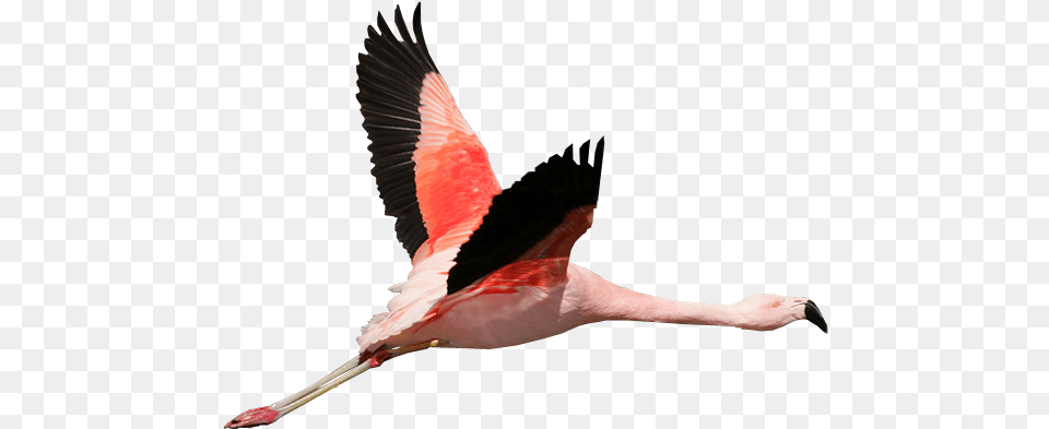 Flamingo Transparent Flying Flamingo Transparent, Animal, Bird Free Png Download