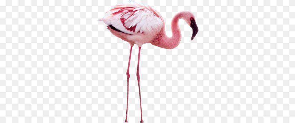 Flamingo Transparent Crimson The Mystery Of The Flamingos, Animal, Bird Png Image