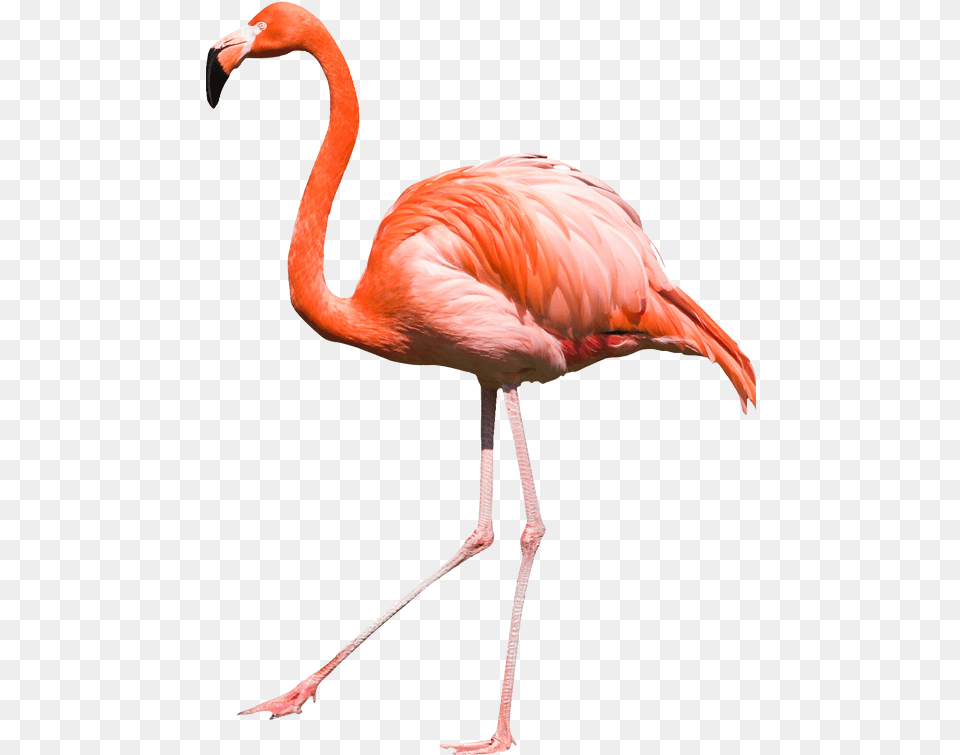 Flamingo Transparent Image Flamingo Transparent, Animal, Bird Png