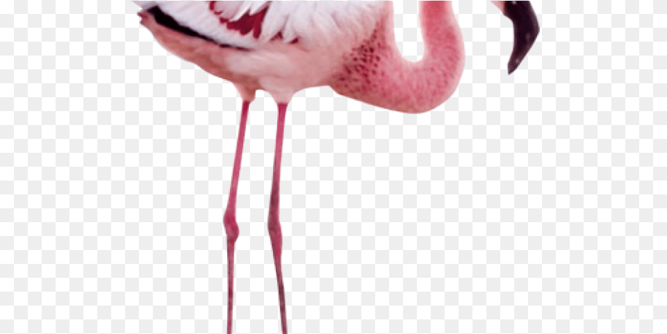 Flamingo Images Wing Mystery Of The Flamingos, Animal, Bird, Baby, Person Free Transparent Png