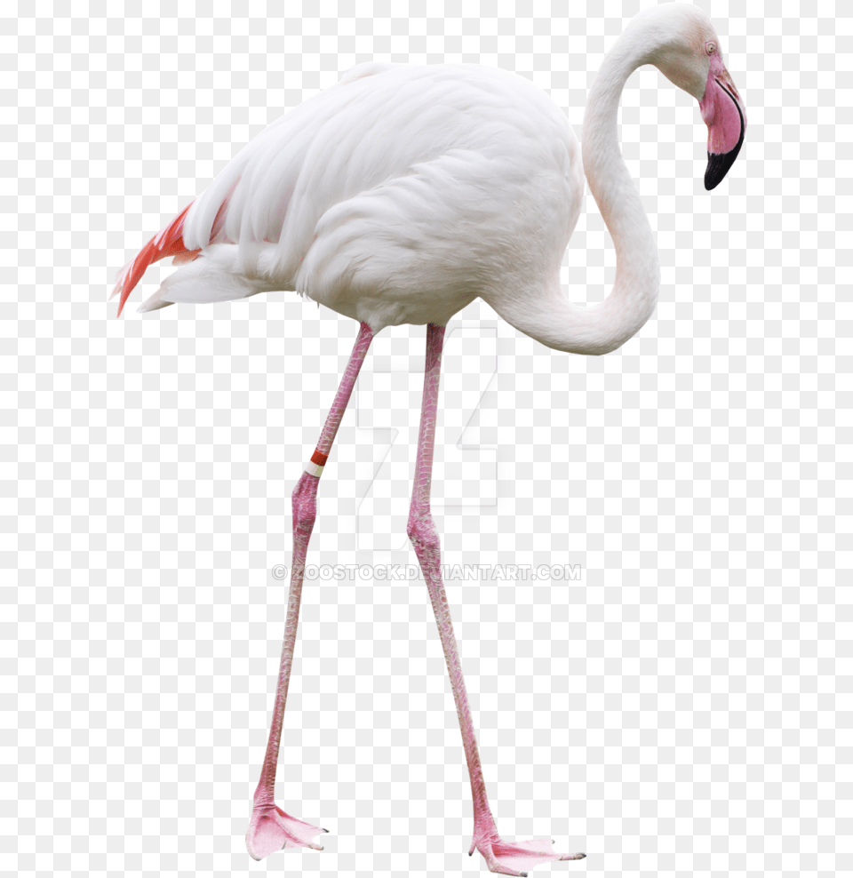 Flamingo Transparent Lawn Transparent Background Flamingo Bird, Animal Free Png