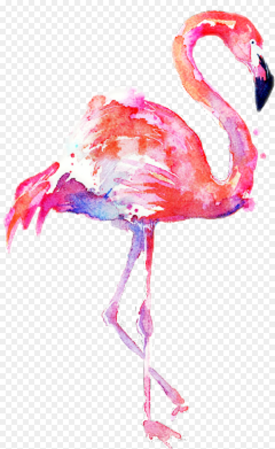 Flamingo Transparent Water Color Transparent Background Flamingo, Animal, Bird, Person Png Image