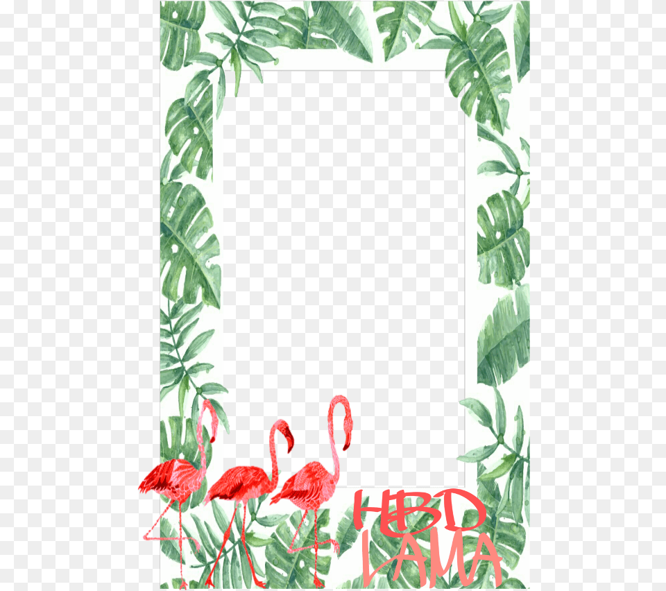 Flamingo Tropical Transparent Flamingo Border, Plant, Vegetation, Leaf, Animal Png Image