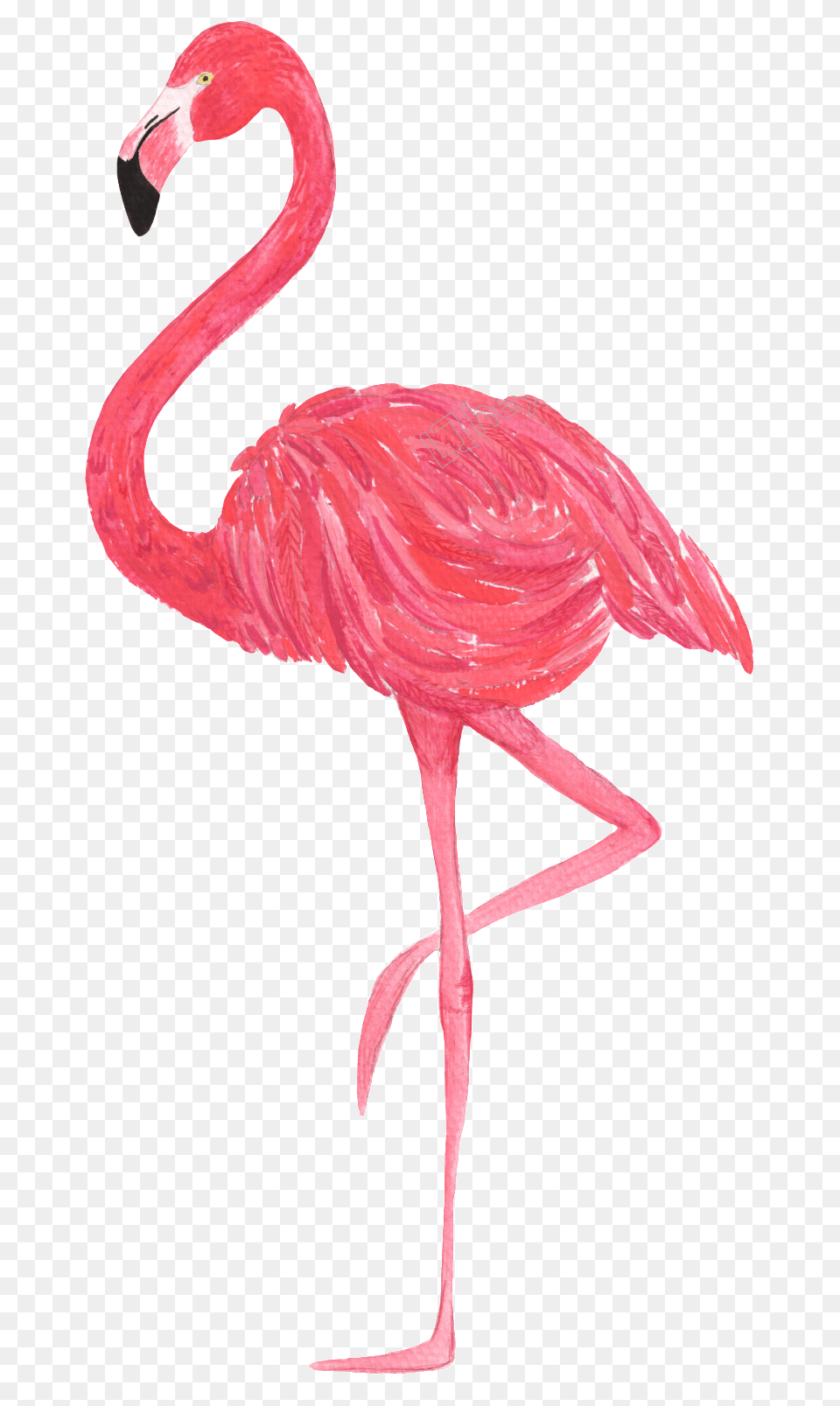 Flamingo Vector Flamingo, Animal, Bird Png