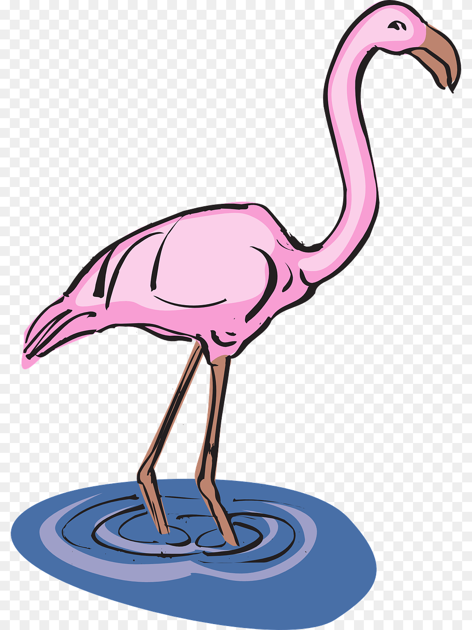 Flamingo Water Bird Picture Pink Flamingos In Water Clipart, Animal, Person, Waterfowl Free Png Download
