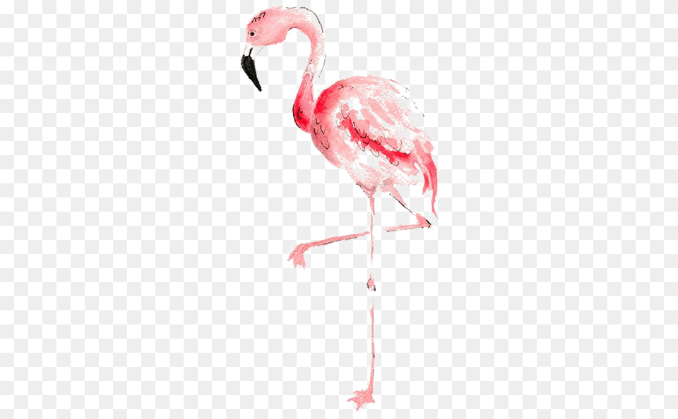 Flamingo Watercolor Painting Transprent Flamingo Wall Printable Animal, Bird, Cross, Symbol Free Png Download