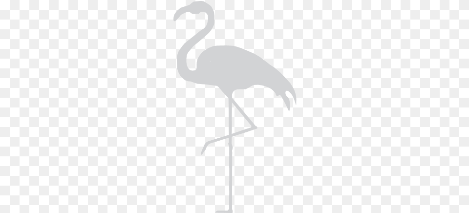Flamingo Width 810ampheight Greater Flamingo, Animal, Bird, Crane Bird, Waterfowl Free Png