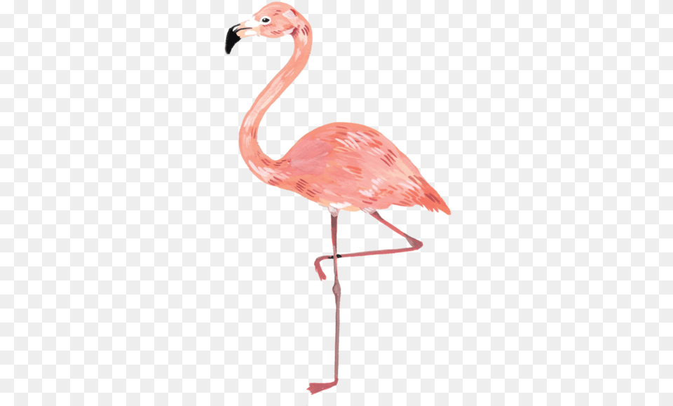 Flamingo With Crown Clipart, Animal, Bird Free Transparent Png