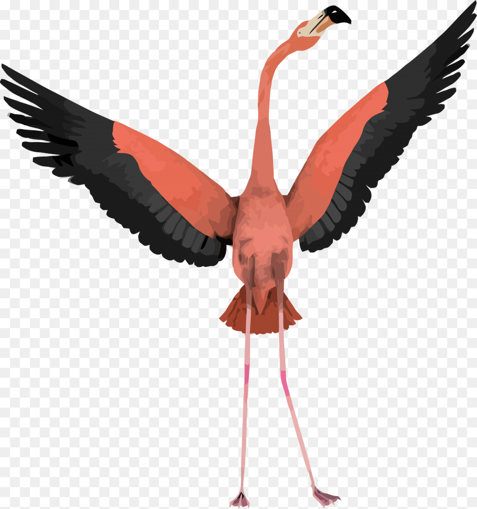 Flamingo With Wings Open, Animal, Bird Free Transparent Png