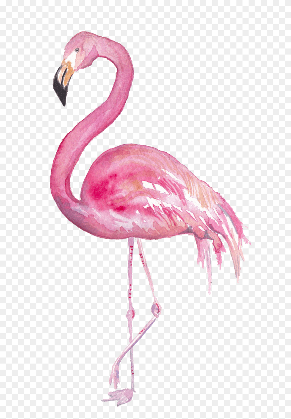 Flamingofinal Flamingo Gezeichnet, Animal, Bird Png Image