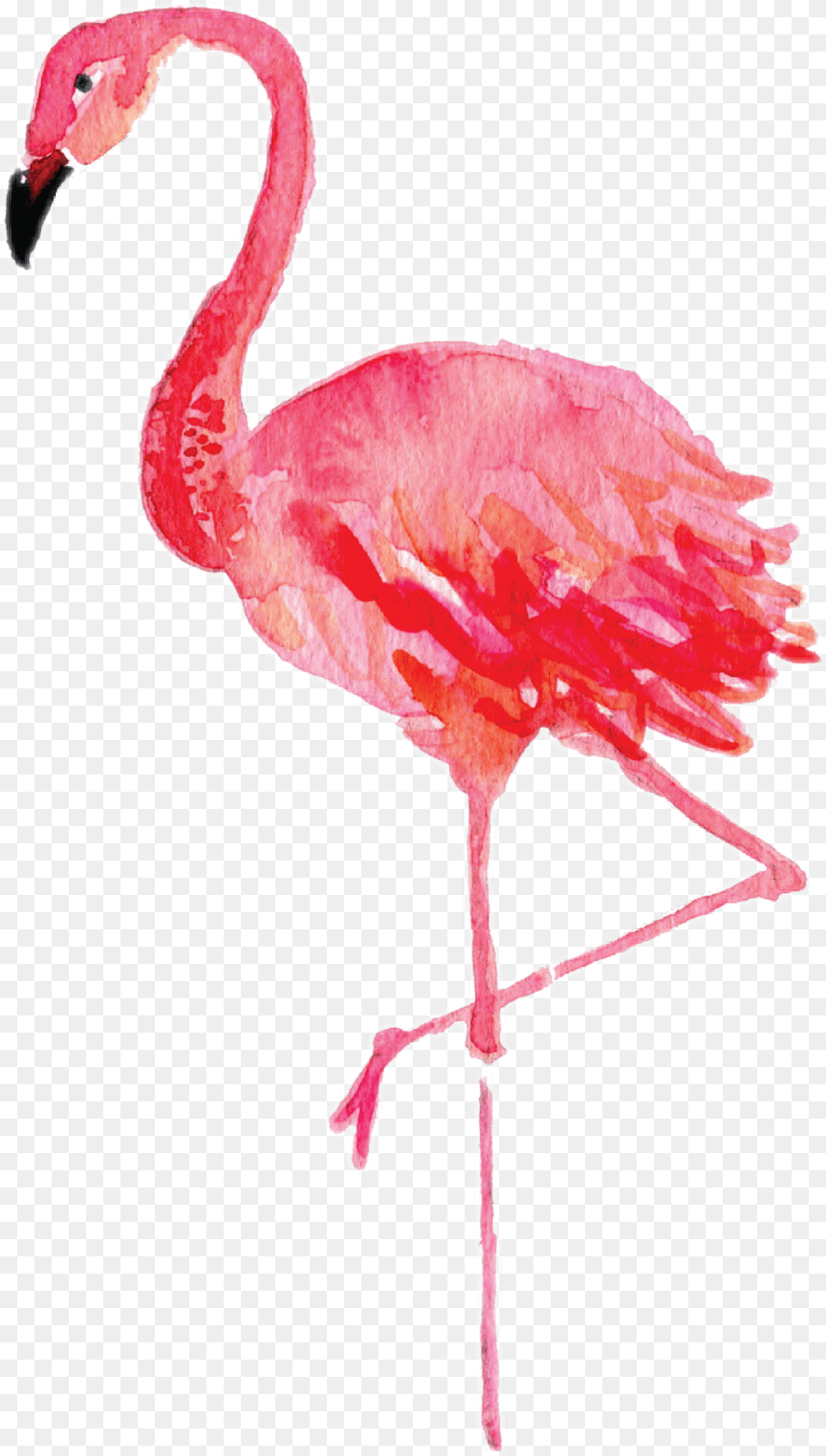Flamingoi Really Enjoy His New Feature Lmao Watercolor Flamingo Clipart, Animal, Bird Free Png