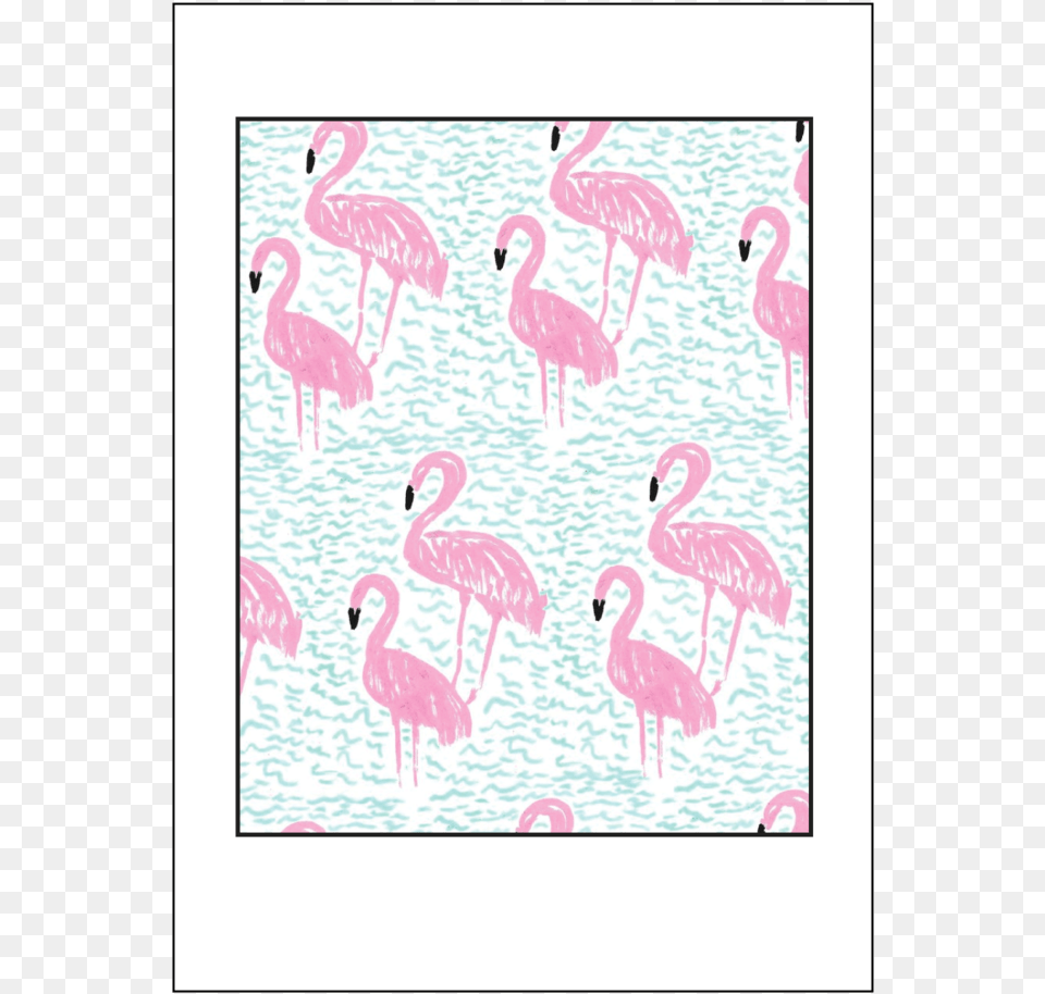 Flamingos, Animal, Bird, Flamingo Free Png Download