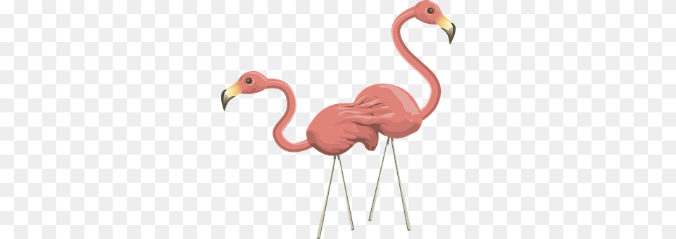 Flamingos Animal, Bird, Flamingo, Beak Free Png Download