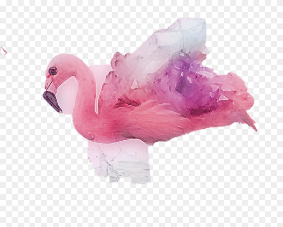 Flamingos Abstract Duck, Person, Animal, Bird, Flamingo Png