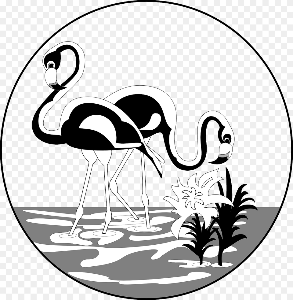 Flamingos Black And White, Animal, Bird, Flamingo Free Transparent Png