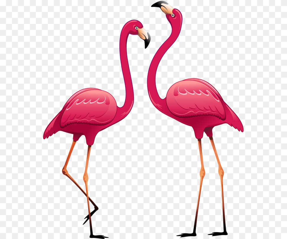 Flamingos Flamingo Clip Art How To Draw Flamingo Wall Stickers For Bed Room, Animal, Bird Free Png
