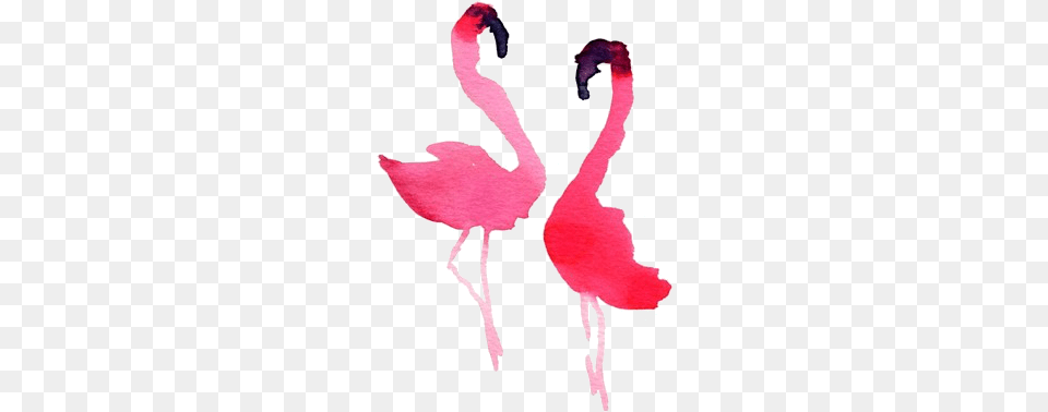 Flamingos Pink Flamingos Flamingo Art Bird Art Watercolor Watercolor Flamingo Simple, Animal, Person Free Png