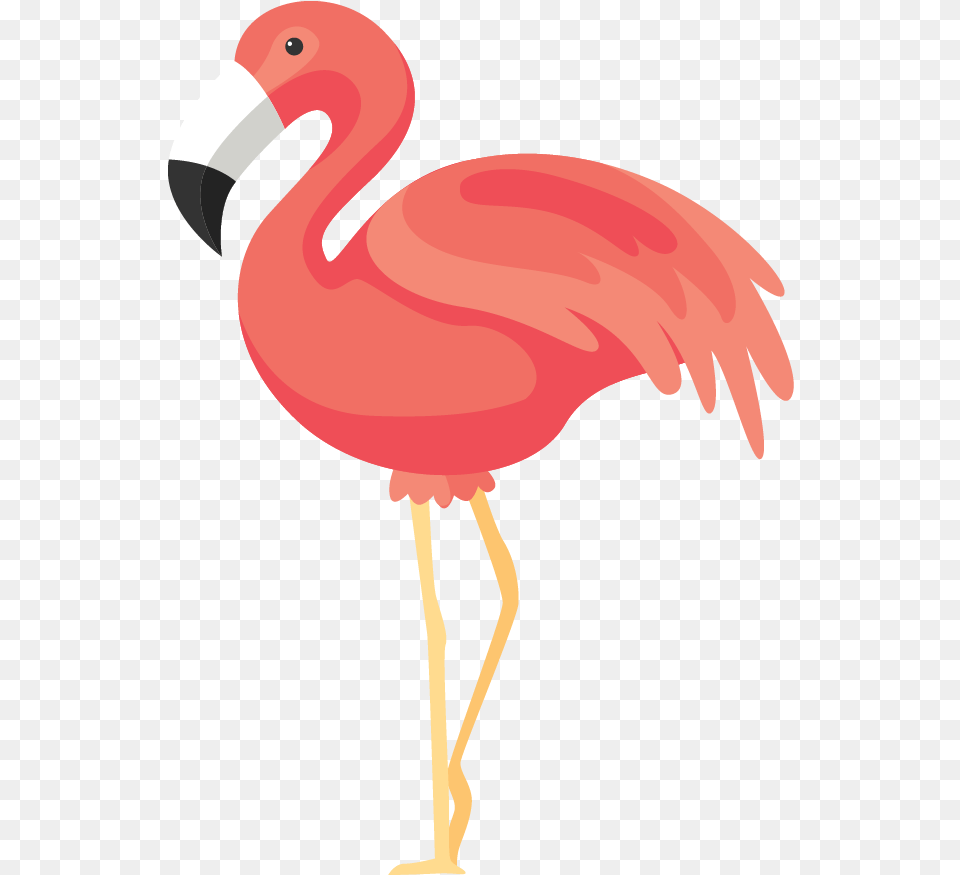 Flamingos Flamingo, Animal, Beak, Bird, Person Free Transparent Png