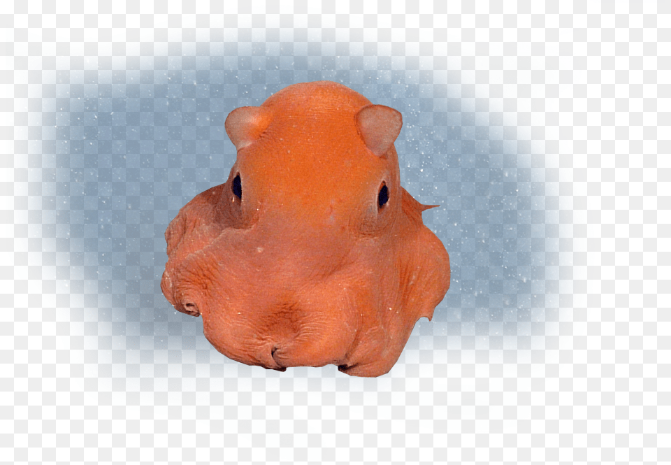 Flapjack Octopus Real Life Flapjack Octopus, Aquatic, Water, Animal, Mammal Free Png Download