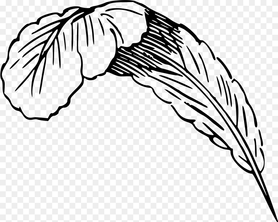 Flappers Drawing Feather Boa Transparent Clipart Feather Draw, Gray Free Png