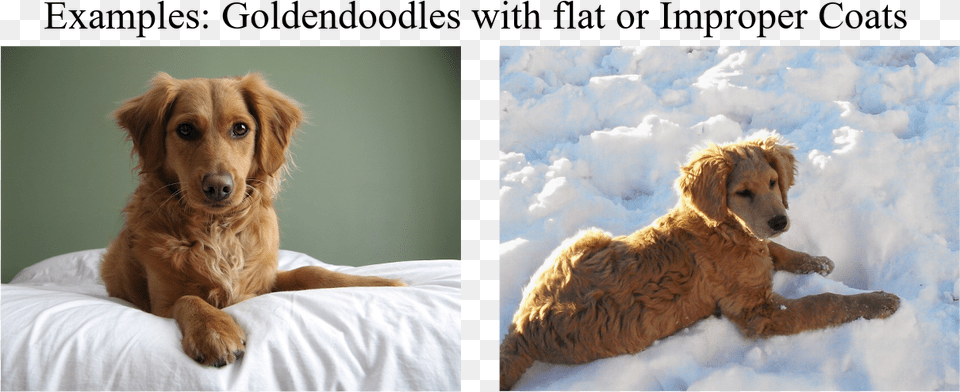 Flat Coat Goldendoodle Puppy, Animal, Canine, Dog, Golden Retriever Png