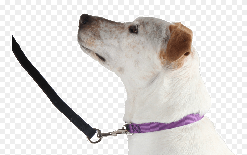 Flat Collar Companion Dog, Accessories, Strap, Leash, Animal Png Image