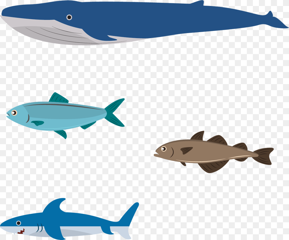 Flat Design Illustration Flat Design Aquatic Animals, Animal, Sea Life, Fish, Shark Free Transparent Png