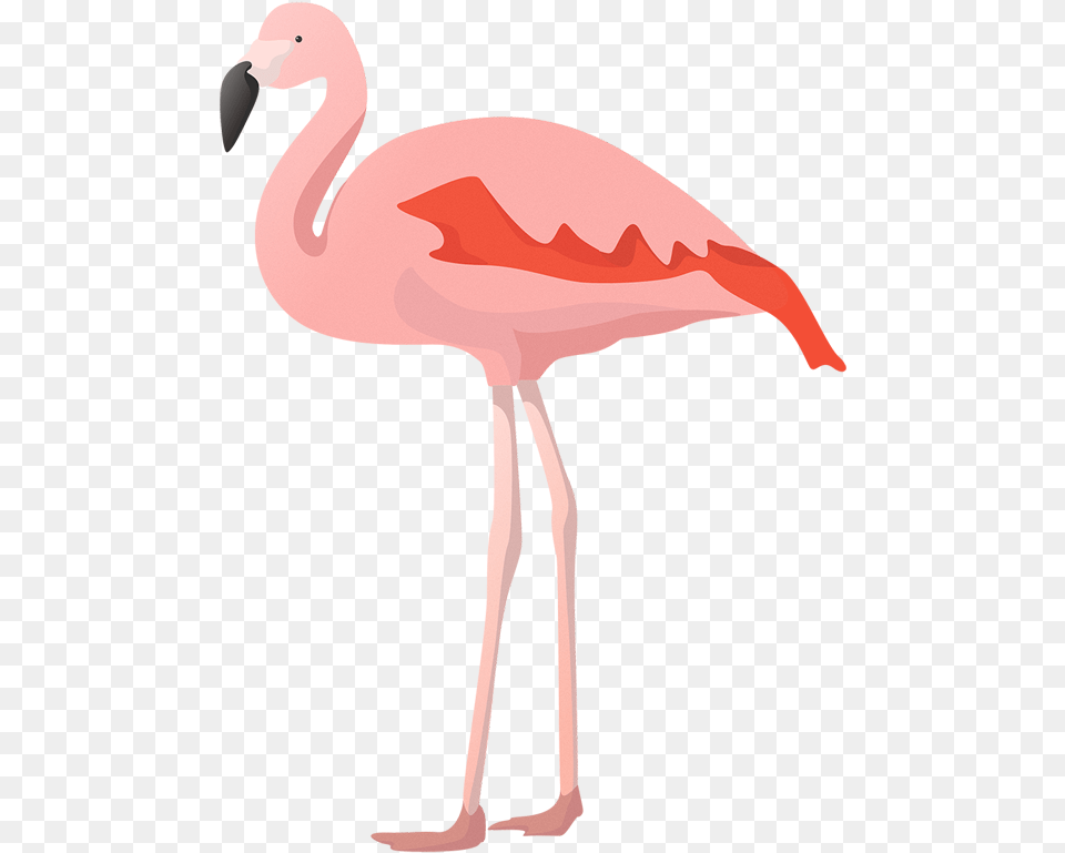 Flat Flamingo Vector Vector Graphics, Animal, Bird, Person Free Png