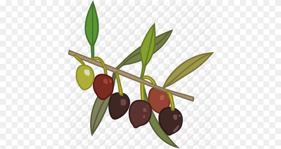 Flavor Olive Olive Oil Olive Tree Olives Icon, Food, Fruit, Plant, Produce Png