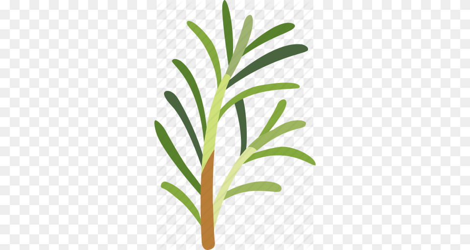 Flavoring Fragrance Garden Herb Plant Rosemary Sprig Icon, Food, Leek, Produce, Vegetable Free Png Download