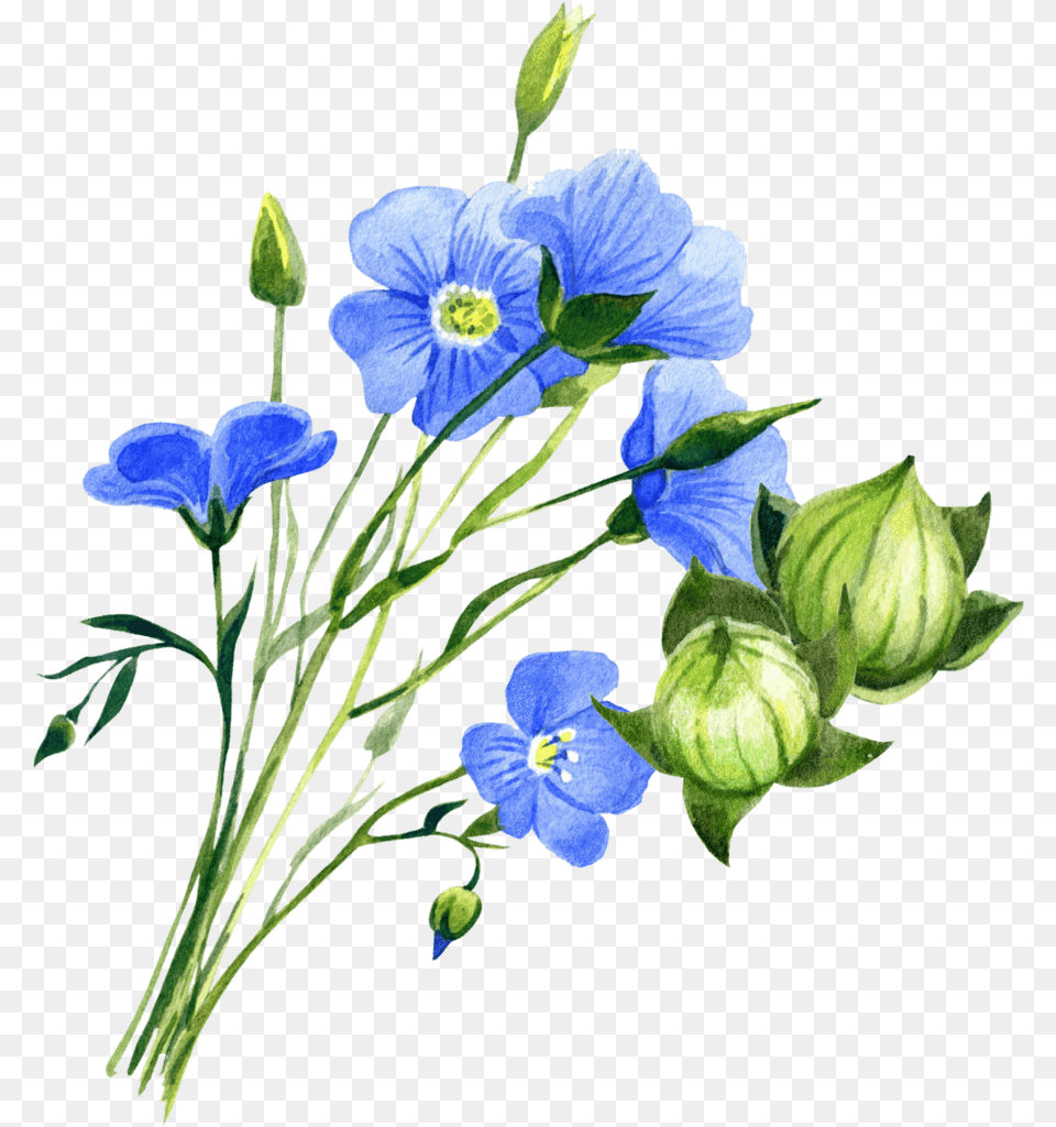 Flax Plant, Anemone, Flower, Geranium, Petal Png Image