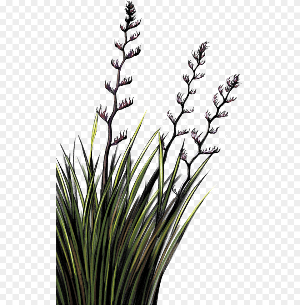 Flax Plant Nz Download Flax Plant, Agavaceae, Grass, Flower Png