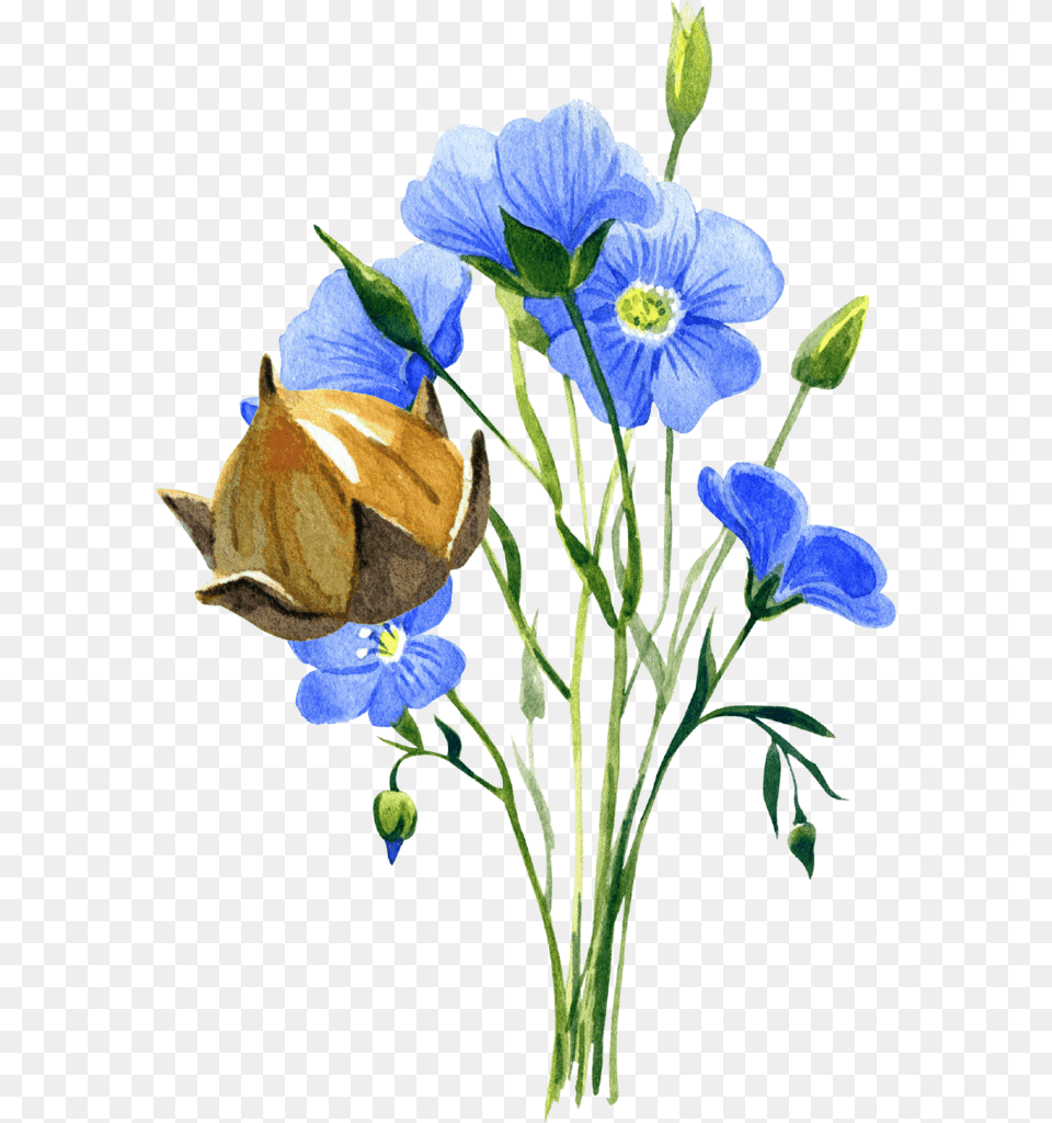 Flaxseed Plant, Anemone, Flax, Flower, Petal Png Image