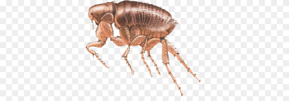 Flea, Animal, Insect, Invertebrate Free Png
