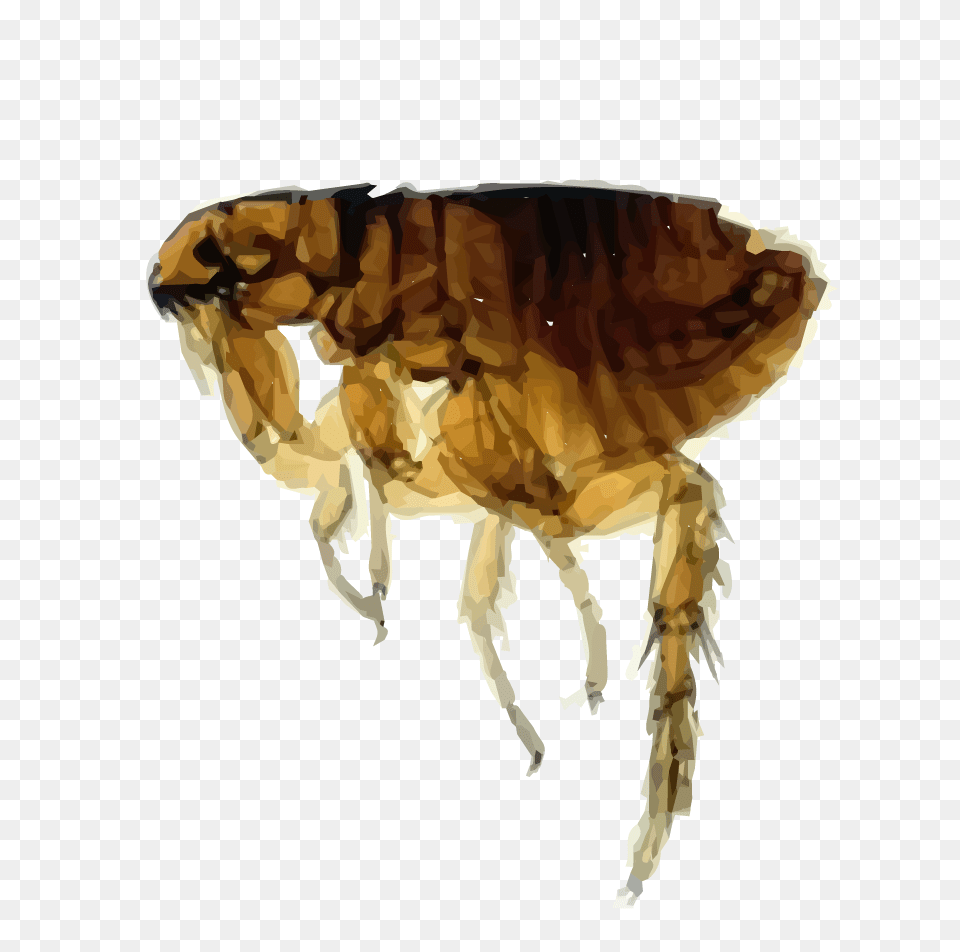 Flea, Animal, Insect, Invertebrate Png Image