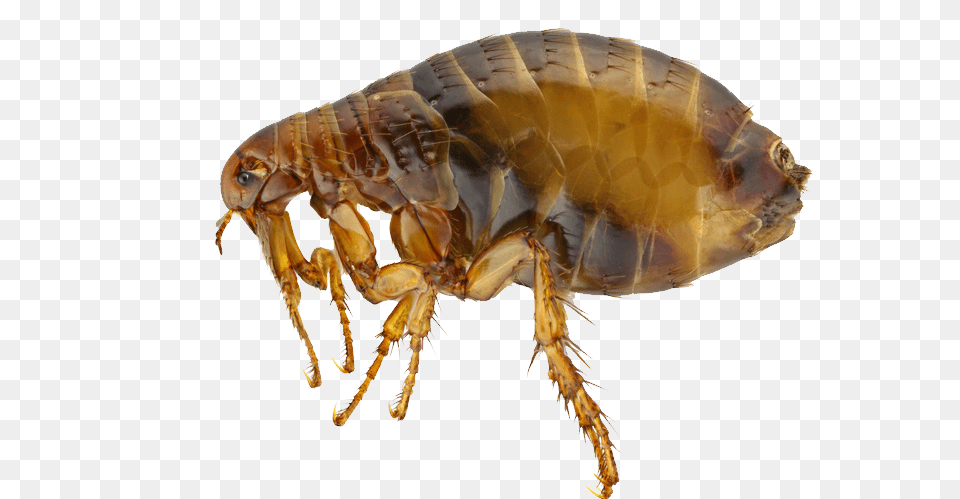 Flea, Animal, Insect, Invertebrate Free Png