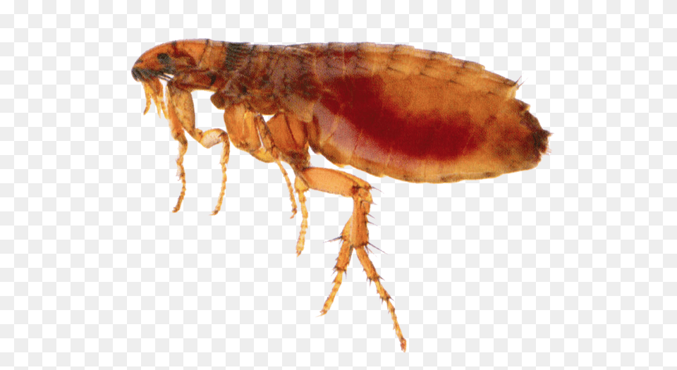 Flea, Animal, Insect, Invertebrate Free Transparent Png