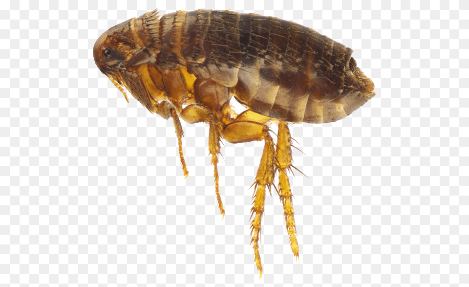Flea, Animal, Insect, Invertebrate Png
